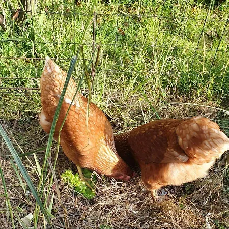 Les Douces De Béa *